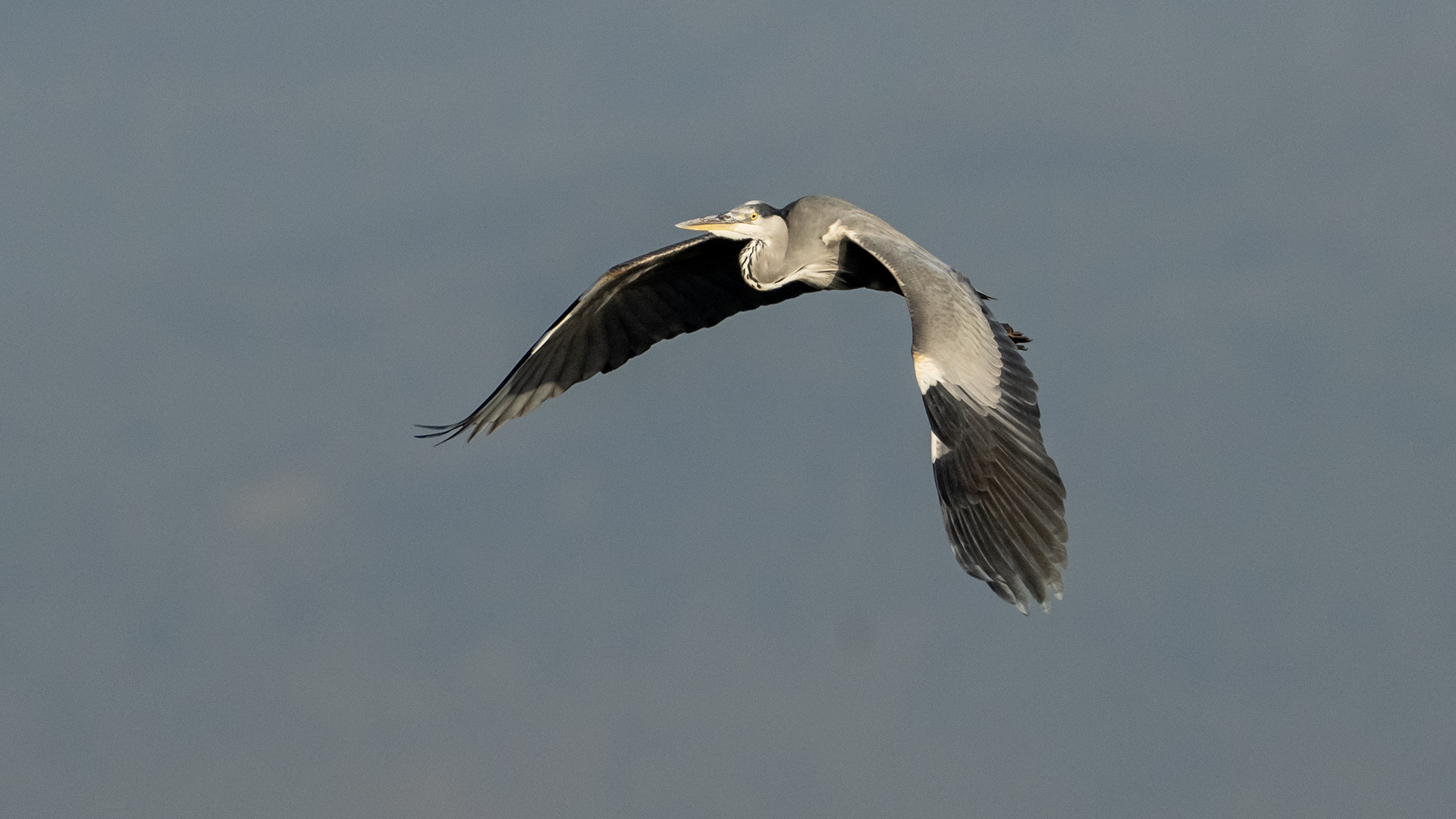 Gray Heron